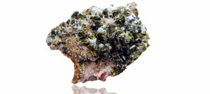 Epidote fans on Quartz with Actinolite (Cabinet Size, mineral specimen)