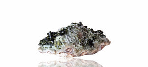 Epidote fans on Quartz with Actinolite (Small Cabinet Size, mineral specimen)