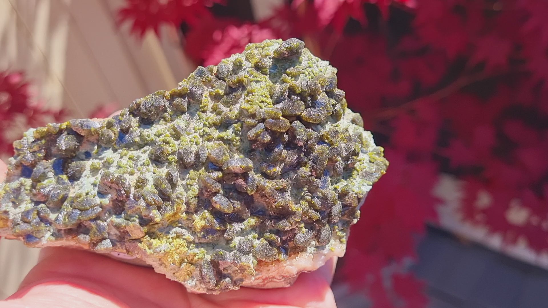 Epidote fans on Actinolite (Cabinet Size, mineral specimen)