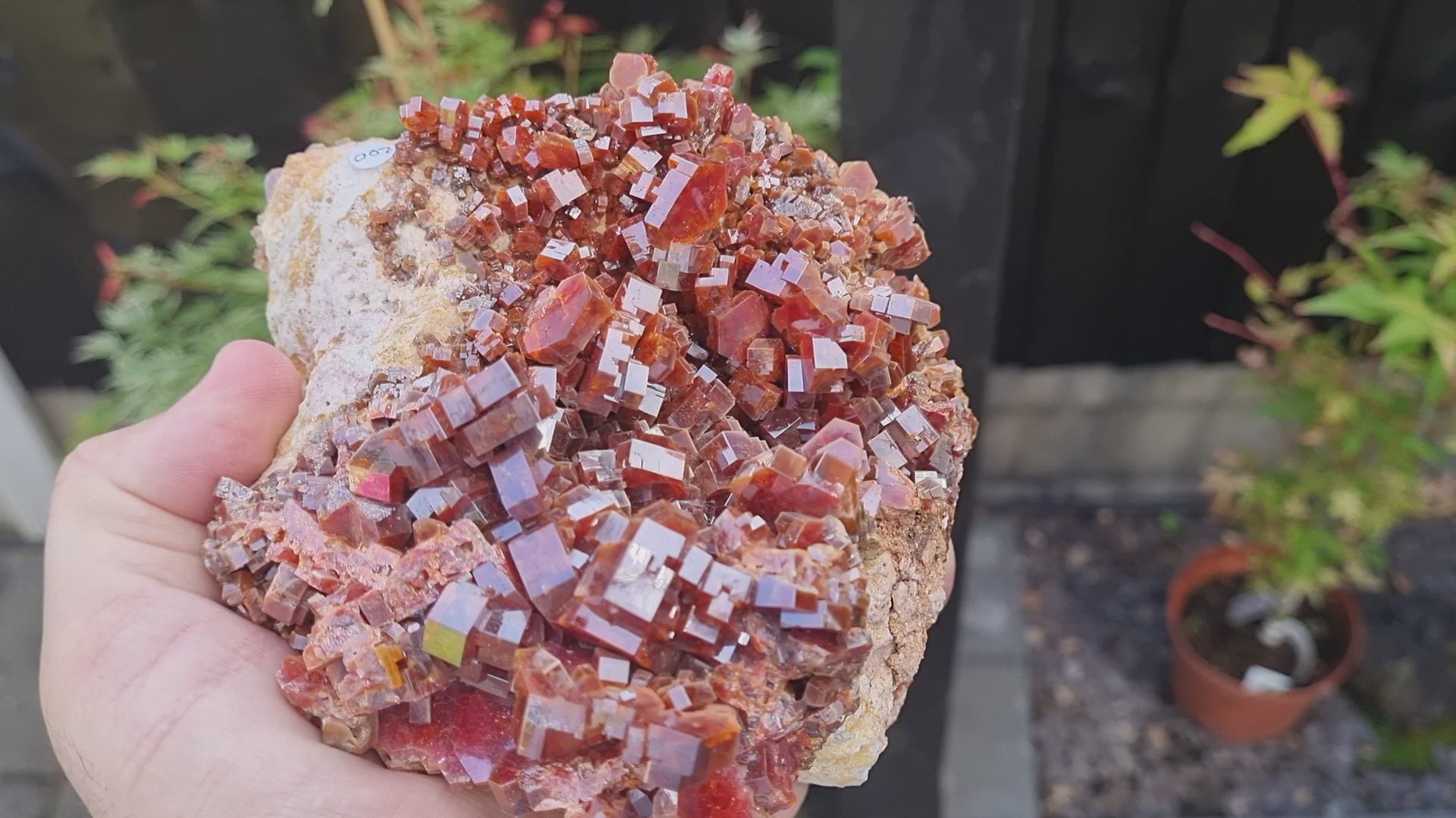 Vanadinite on a Limestone Matrix (Large Cabinet Size)